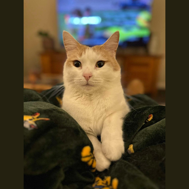 Photo of Whisper (Assisted Rehoming)