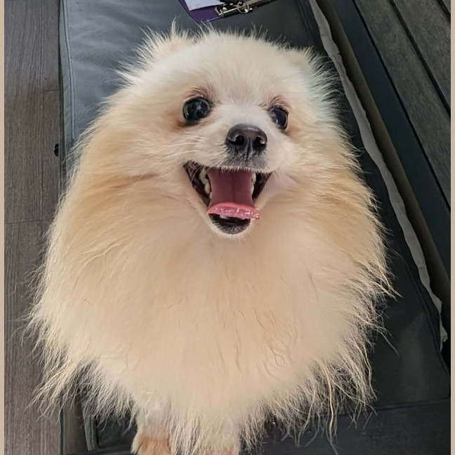 Photo of Mochi