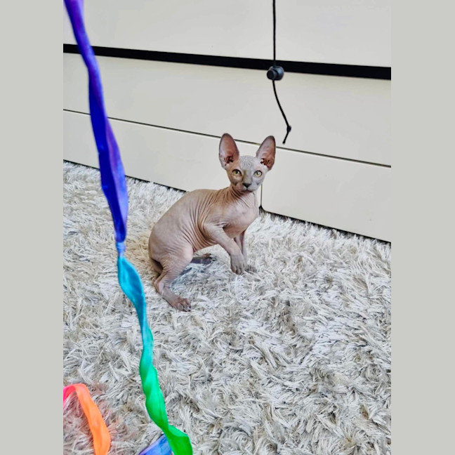 Photo of Luna And Lylah