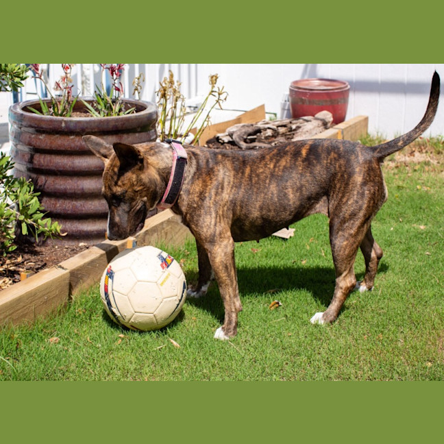 Photo of Pepper   2 Year Old Staffy X