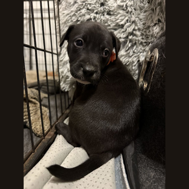 Photo of Collar Orange 