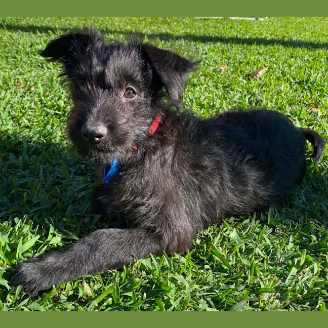 Photo of Parsley