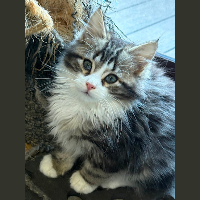 Photo of Jake 🦁💙🦁