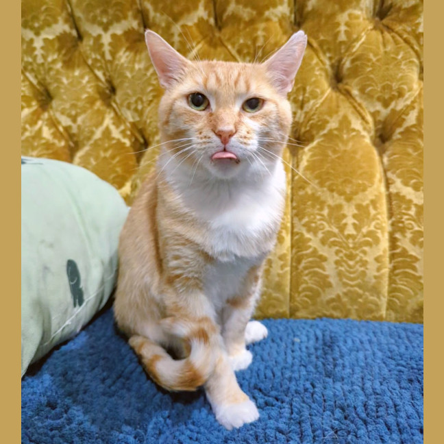 Photo of Garfield