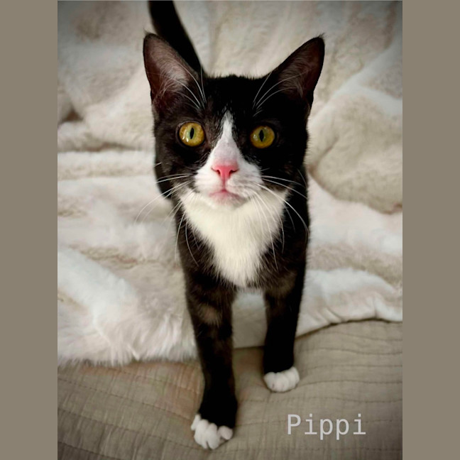Photo of Pippi
