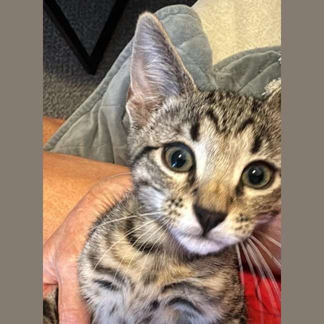 Photo of Pepe Le Pew