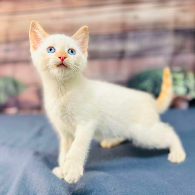 Photo of Snippa   Meet Me At Vets On Parker