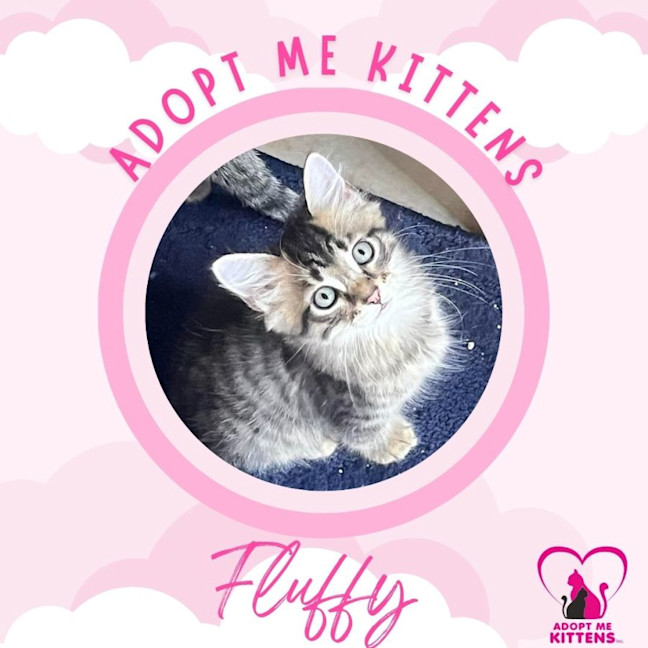 Photo of Fluffy 2