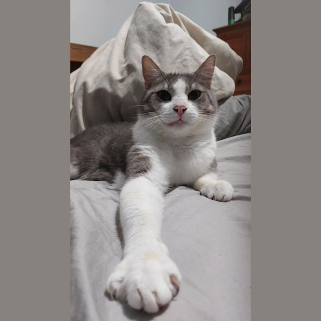 Photo of Mochi