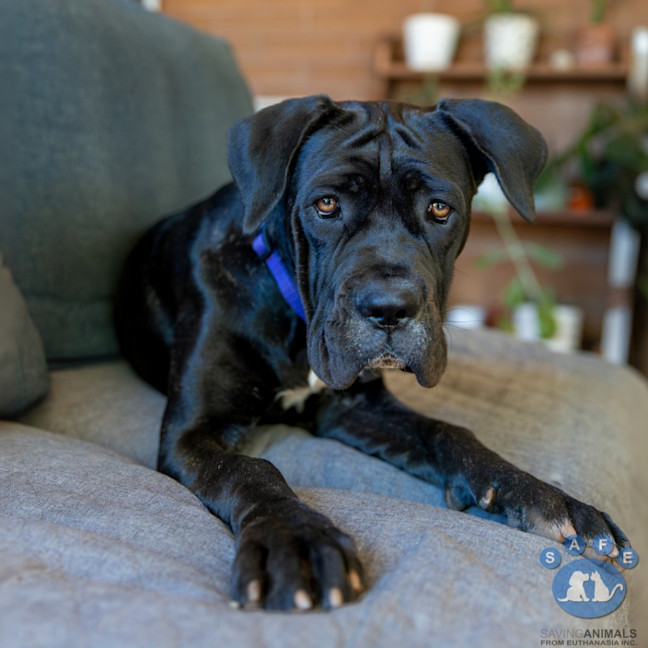 Photo of Baya