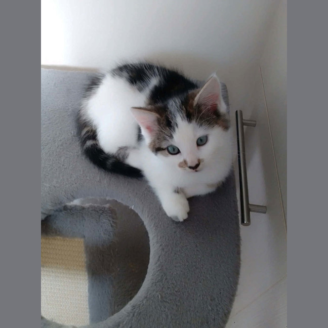Photo of Oreo