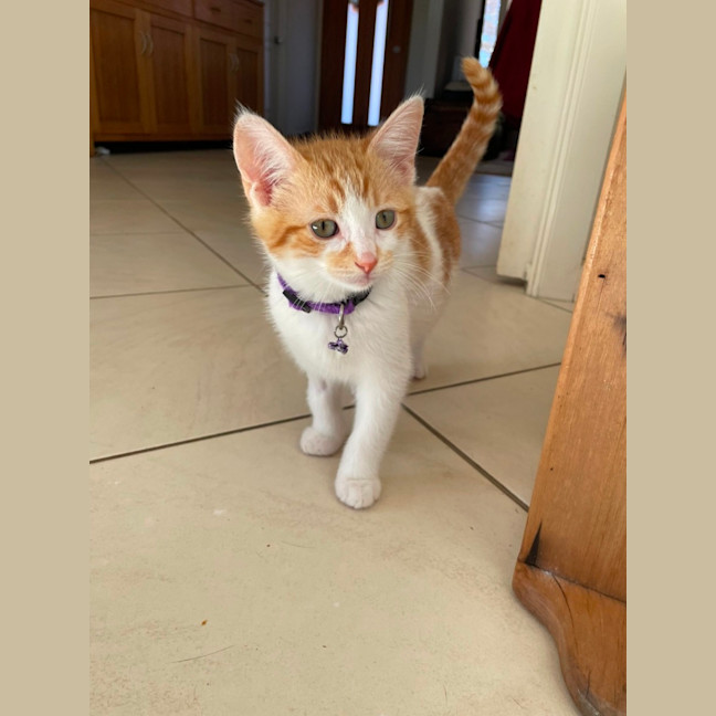 Photo of Patch