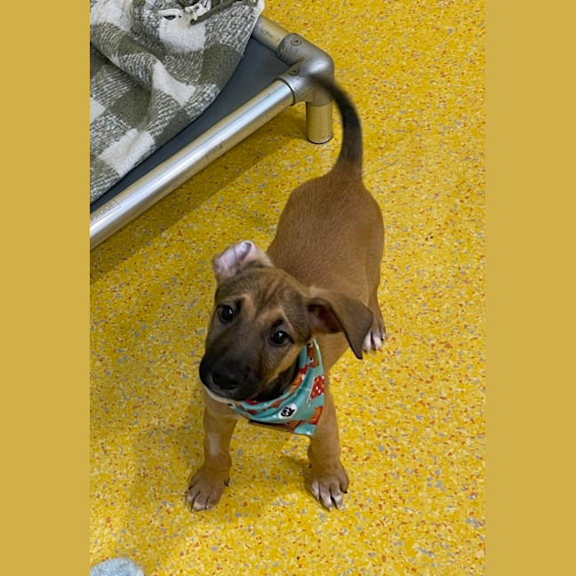 Photo of Auggie