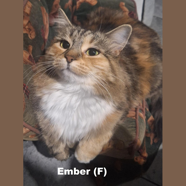 Photo of Ember