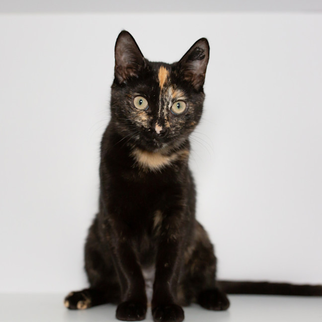 Photo of Aries