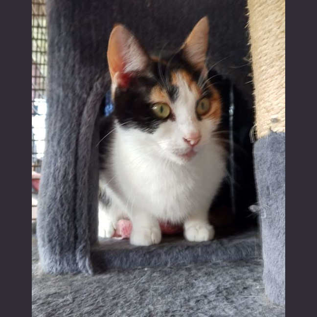Photo of Callie