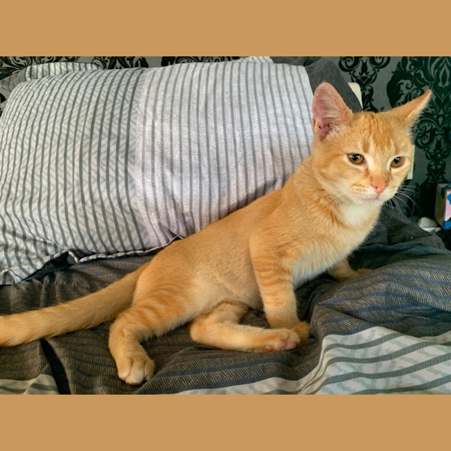 Photo of Barney