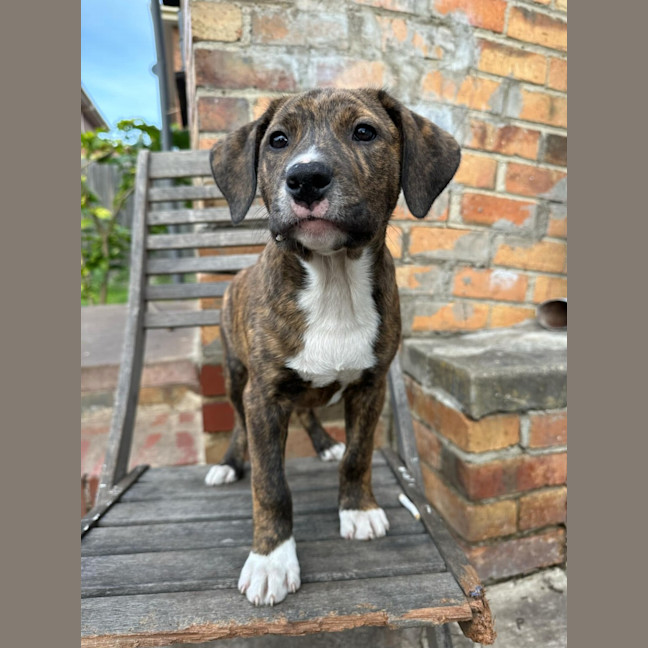 Photo of Bender B Rodriguez