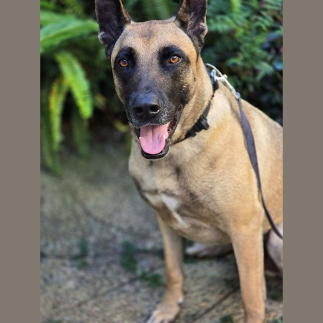 Photo of Larry   4 Year Old Belgian Shepherd X