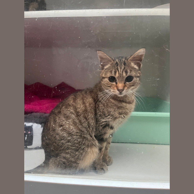 Photo of Rosie & Roxy