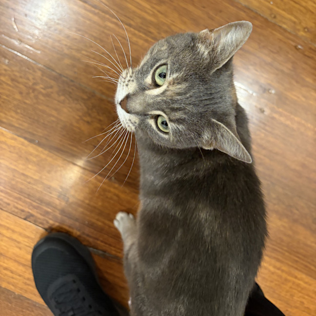 Photo of Kiwi 