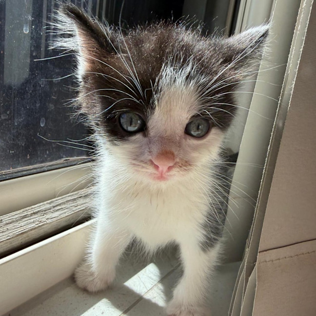 Photo of Presley