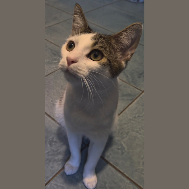 Photo of Whiskers