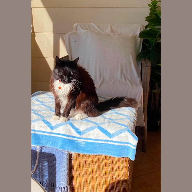 Photo of Assisted Rehome   Henry