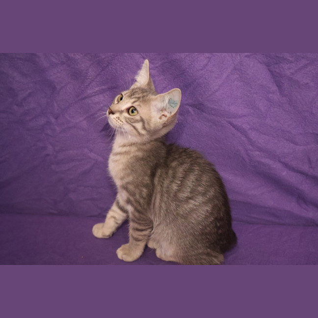 Photo of Minx
