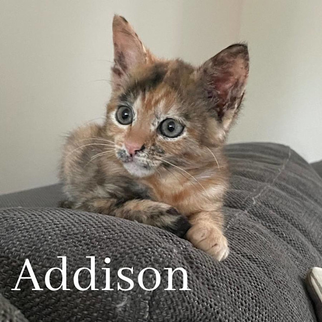 Photo of Addison