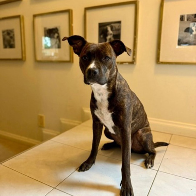 Photo of Gracie 