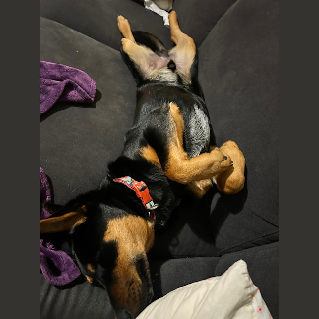 Photo of Louie