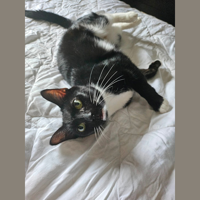 Photo of Puddin