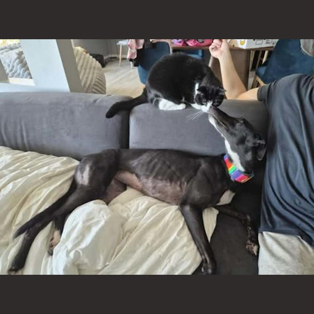 Photo of Poppy, The Cat Friendly Greyhound