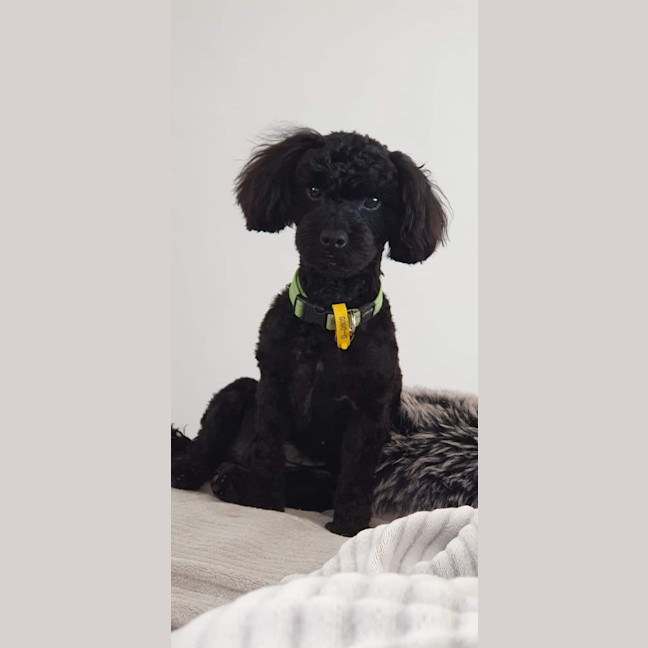 Photo of Gertie