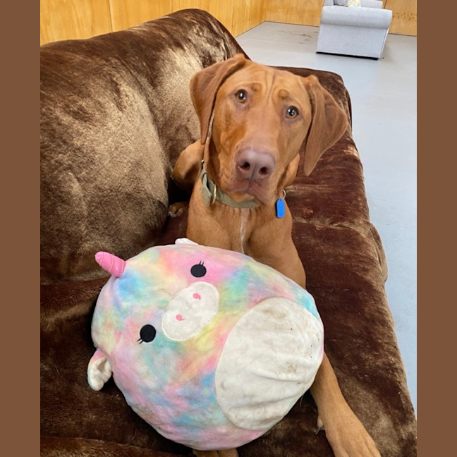 Photo of Olive