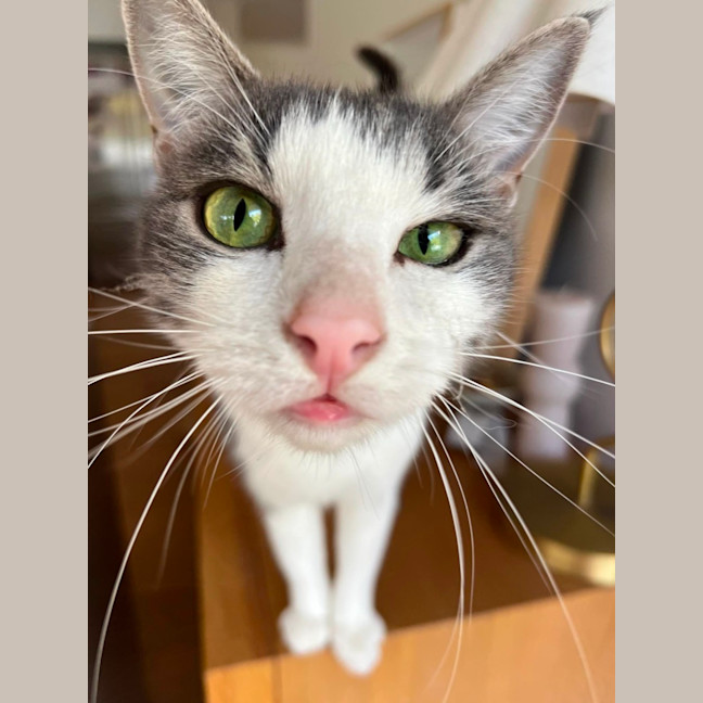 Photo of Maisey