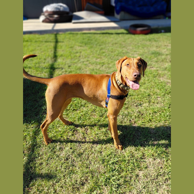 Photo of Olive