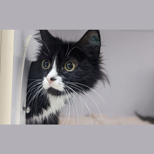 Photo of Midnight