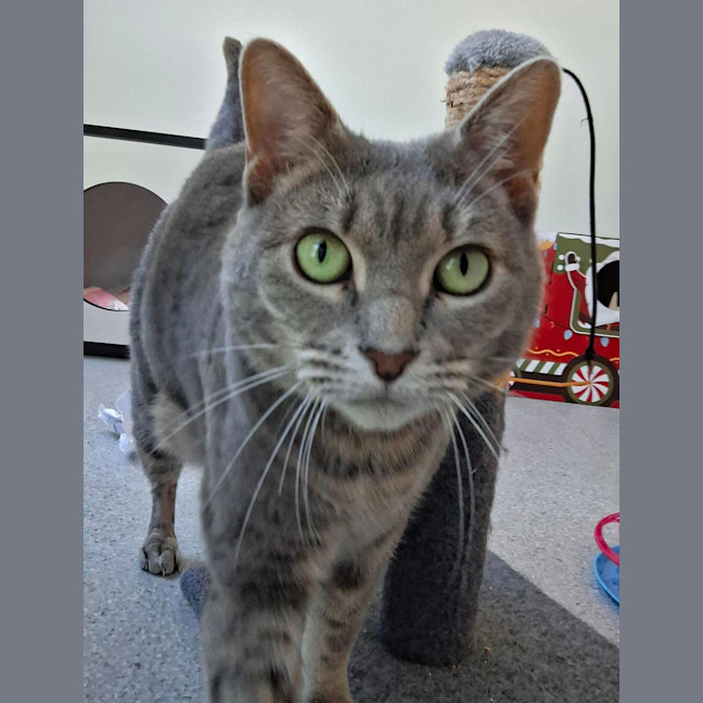 Photo of Lady