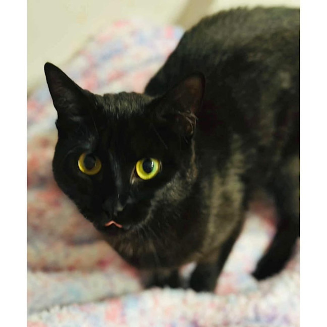 Photo of 11346   Tiffany