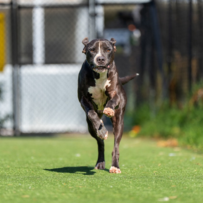 Photo of Riot Imp 1910