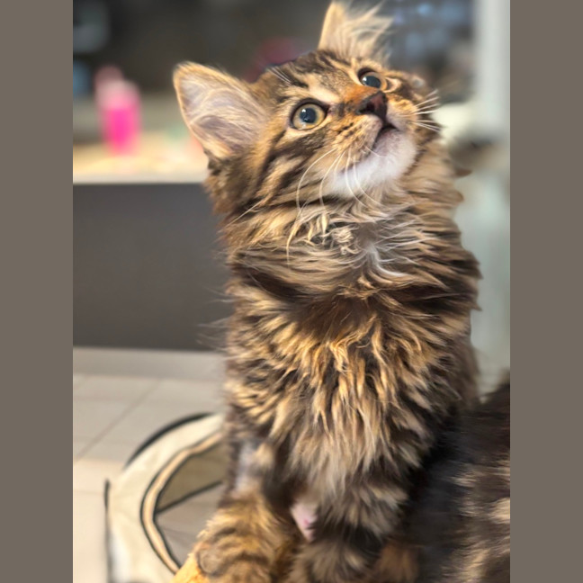 Photo of Beauty Meet Me@Petstock Hastings