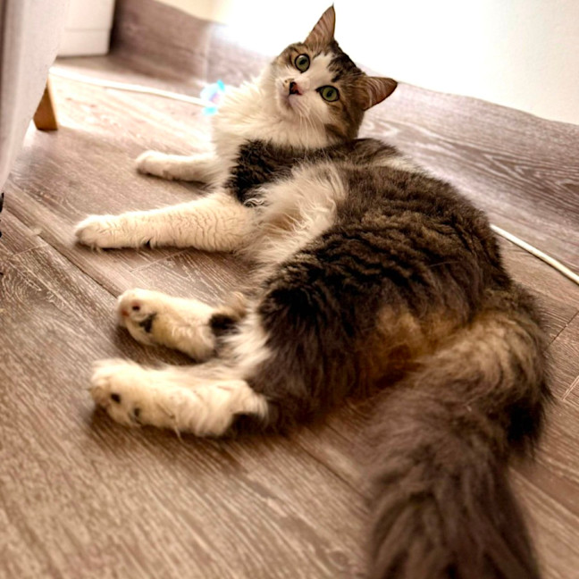 Photo of Wilson   In Foster Care In Preston