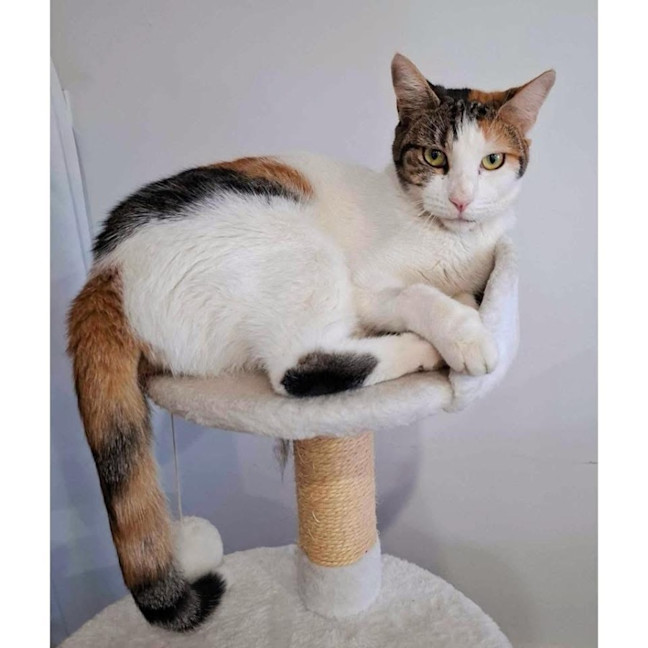 Photo of 11565   Koda