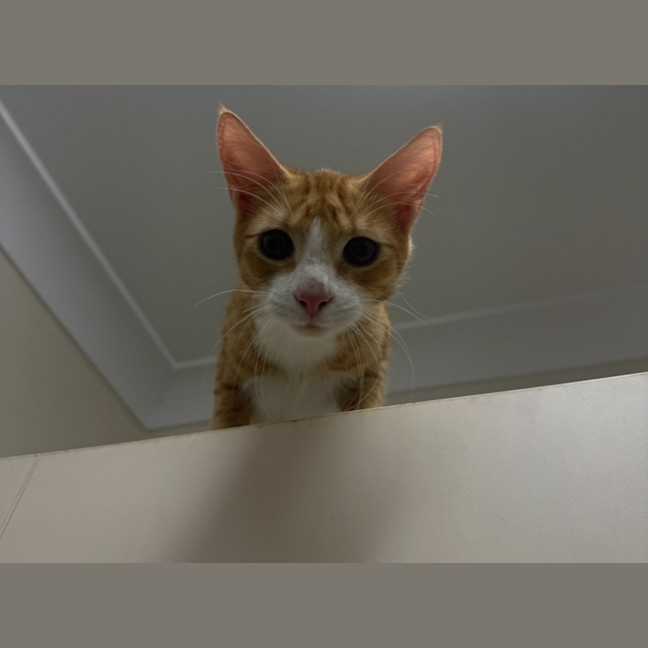 Photo of Kevin & Cheddar 