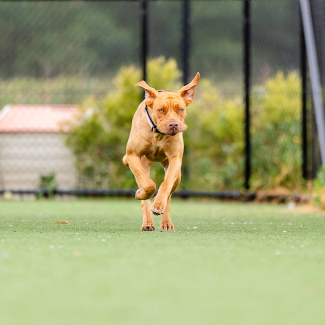 Photo of Miffy Imp 1926