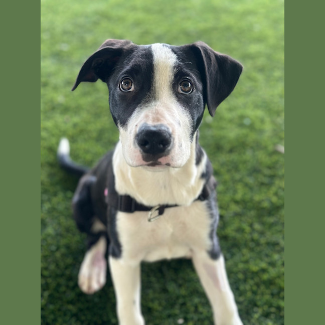 Photo of Mishka 