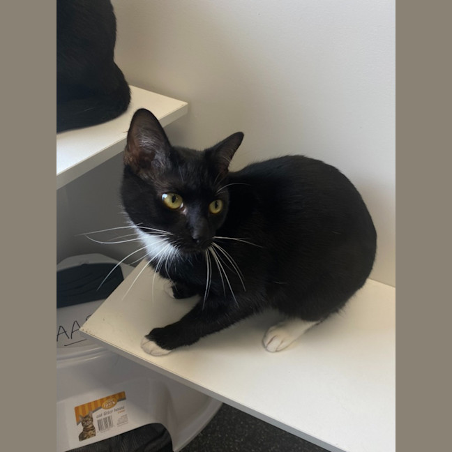 Photo of Buttons And Magic