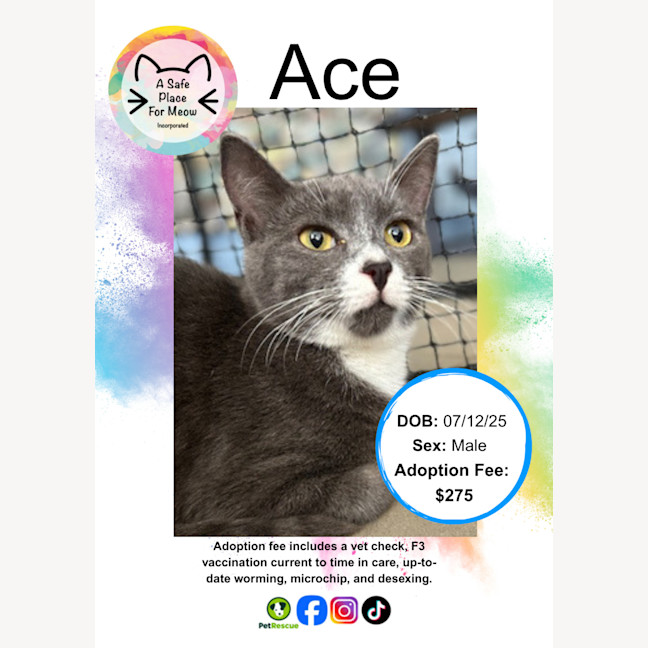 Photo of Ace